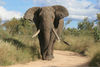 Elefante Africano Image