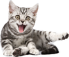 Clipart Kittens Image