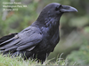 Common Raven Songbird Image