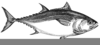 Barracuda Fish Drawing Image