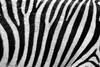 Zebra Texture Kge Image