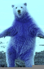 Blue Bear Image