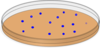 Red Petri Dish With Blue Spots Clip Art