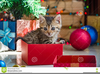 Cute Christmas Kitten Clipart Image