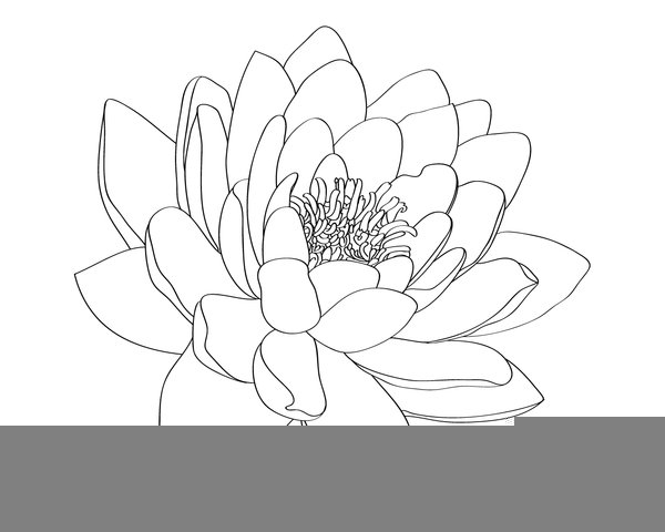 Water Lily Outline | Free Images at Clker.com - vector clip art online,  royalty free & public domain