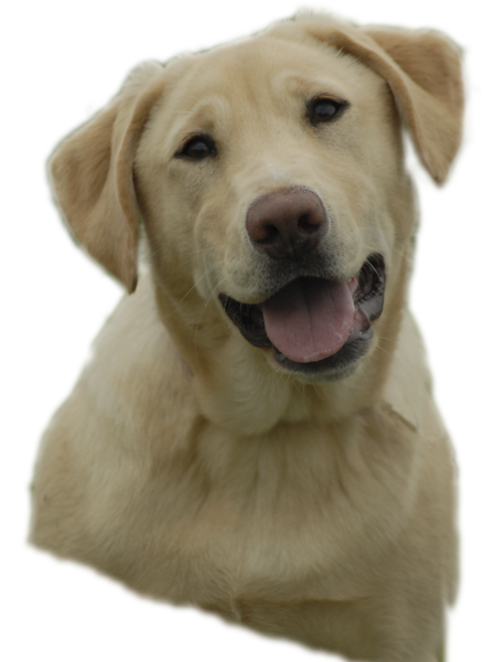 yellow labrador clipart - photo #8