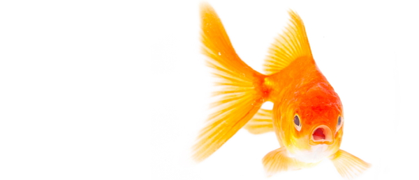 free clipart goldfish - photo #39