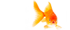 Goldfish Image