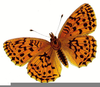 Free Clipart Of Monarch Butterflies Image