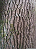 Tree Bark Clipart Image