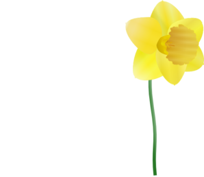 Single Plucked Daffodil Clip Art At Clker Com Vector Clip Art Online Royalty Free Public Domain