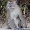 Baby Macaque Attack Image