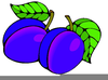 Dried Prune Clipart Image