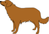 Dog Image