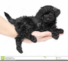 Black Toy Poodle Clipart Image