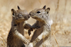 Squirrels Kissing Image