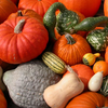Pumpkin Squash Images Image