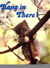 Hang In There Kitty Clipart Image