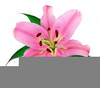 Single Flower Clipart Image