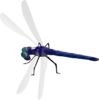Dragonfly 3 Clip Art