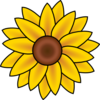 Sunflower Aurore D Rore Med Image