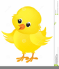 Free Clipart Of Baby Chicks Image
