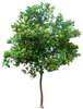 Plant Trees Clipart Image
