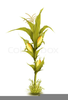 Corn Stalks Clipart Free Image