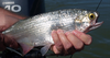 Goldeye Fish Pictures Image