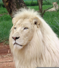 African White Lion Image