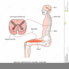 Free Clipart Spinal Cord Image