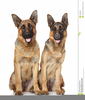 Free German Shepherd Clipart Image