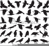 Black Crow Clipart Image
