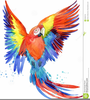 Clipart Of Tropical Birds Image