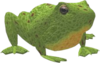 Frog Image