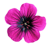 Pink Flower To Vector Image