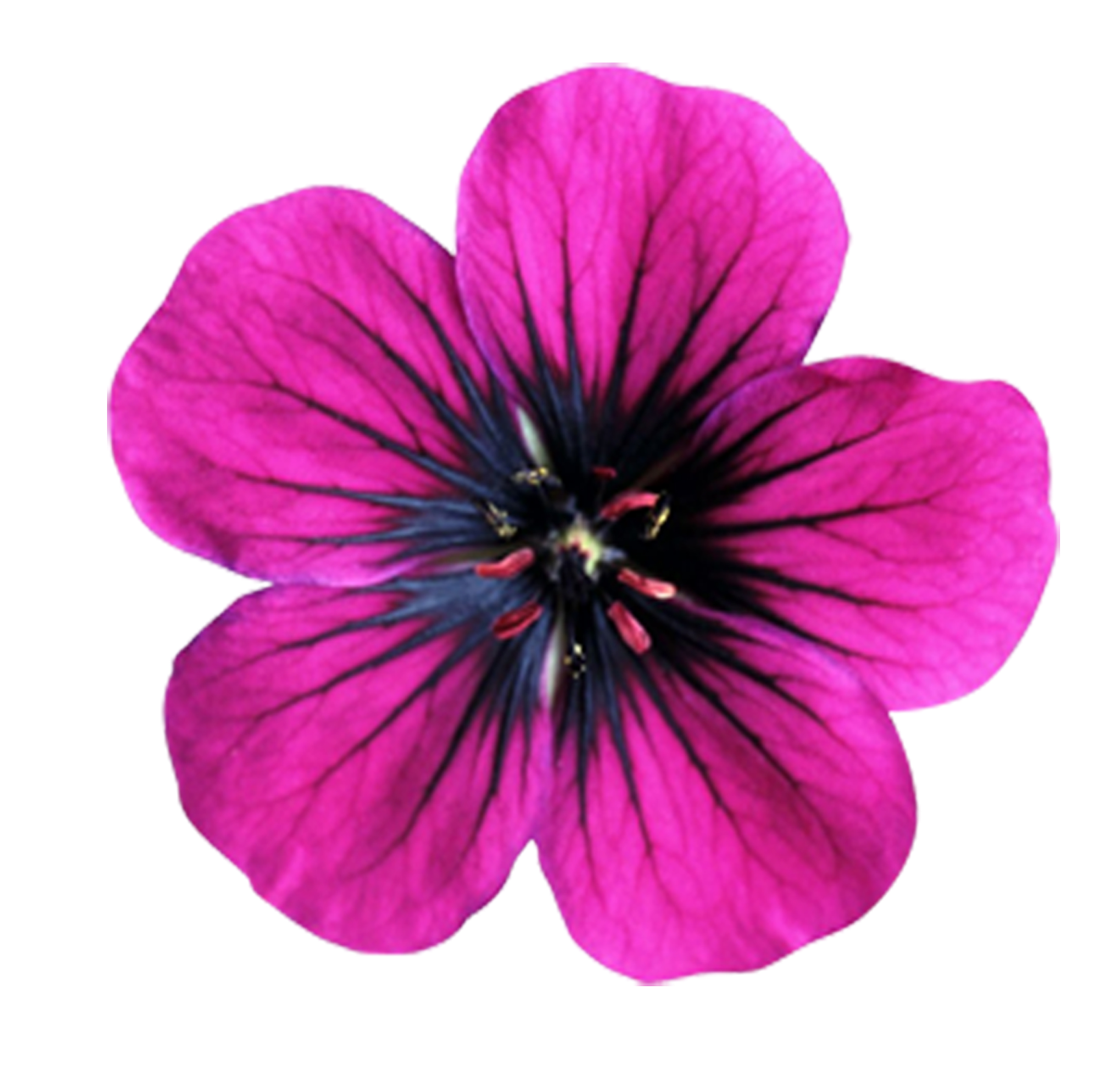 Pink Flower To Vector Free Images at vector clip art
