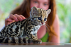 Baby Ocelot Kitten Image