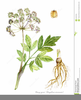 Angelica Sinensis Plants Image