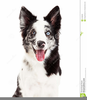 Border Collie Puppy Clipart Image