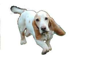 Basset Hound Image