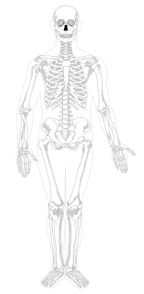 human skeleton drawing. Human Skeleton Front No Text