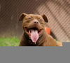 Mange Pitbull Puppies Image