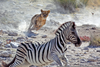 Lion Chasing Zebra Image