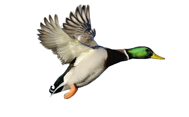 clipart flying duck - photo #6