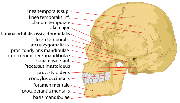 human skeleton labeled. Human Skull Side Details clip