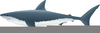 Great White Shark Clipart Image