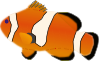 Aquarium Fish Amphiprion Percula Clip Art