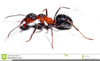 Ant Clipart March Image