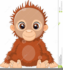 Orangutan Clipart Image